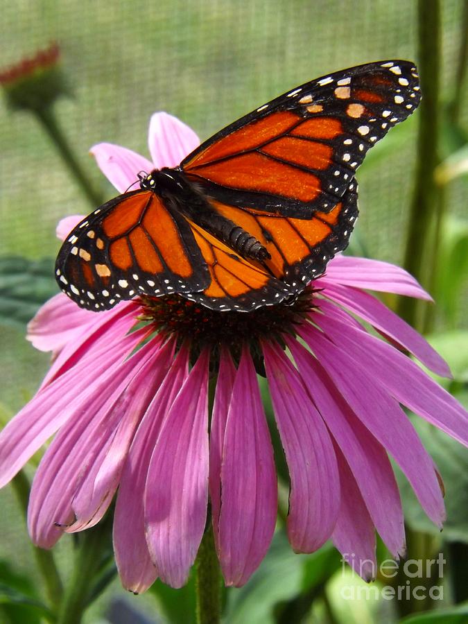 Monarch Butterfly on Pink Photograph by Deb Schense