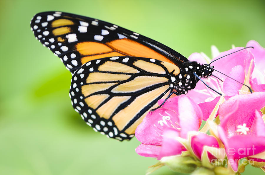 Monarch Butterfly on Pink Flower Photograph by Oscar Gutierrez