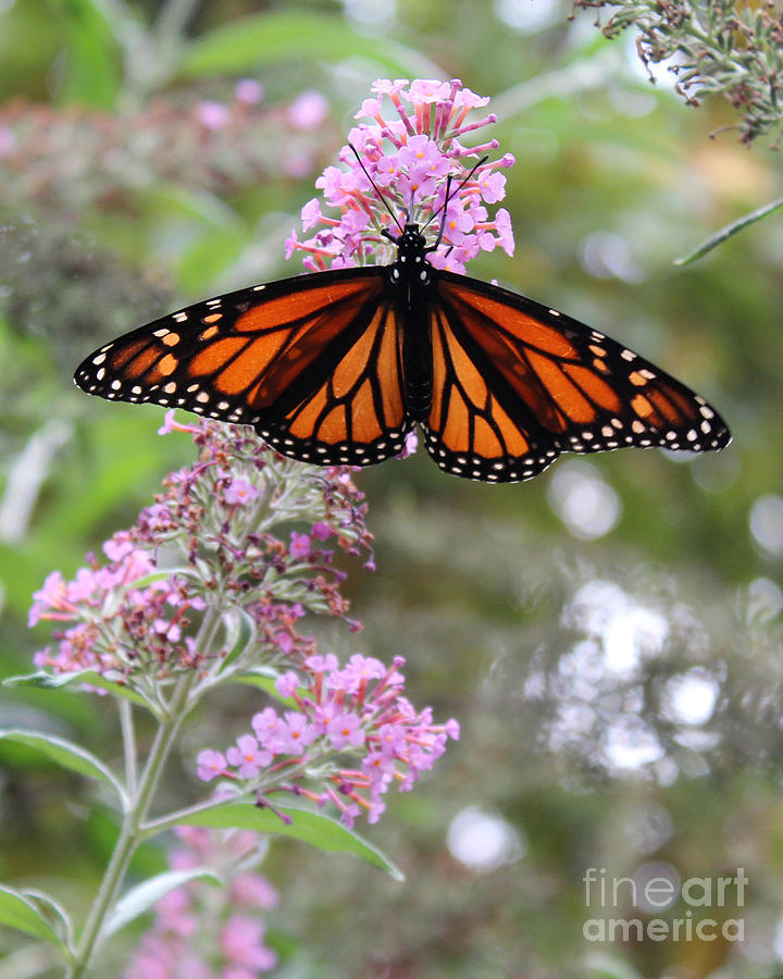 Monarch butterfly on pink wildflower Photograph by Adam Long