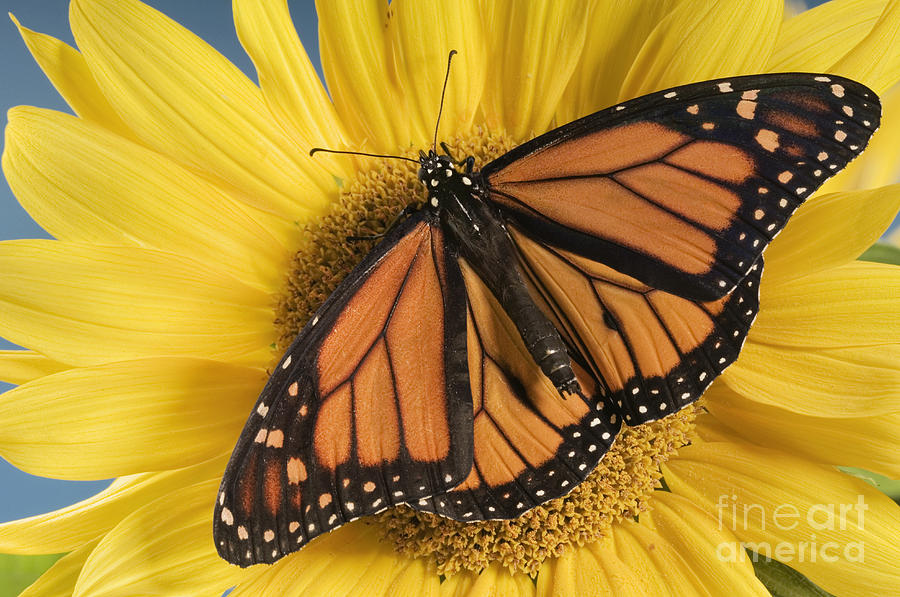 Monarch Butterfly On Sunflower Photograph by Wave Royalty Free
