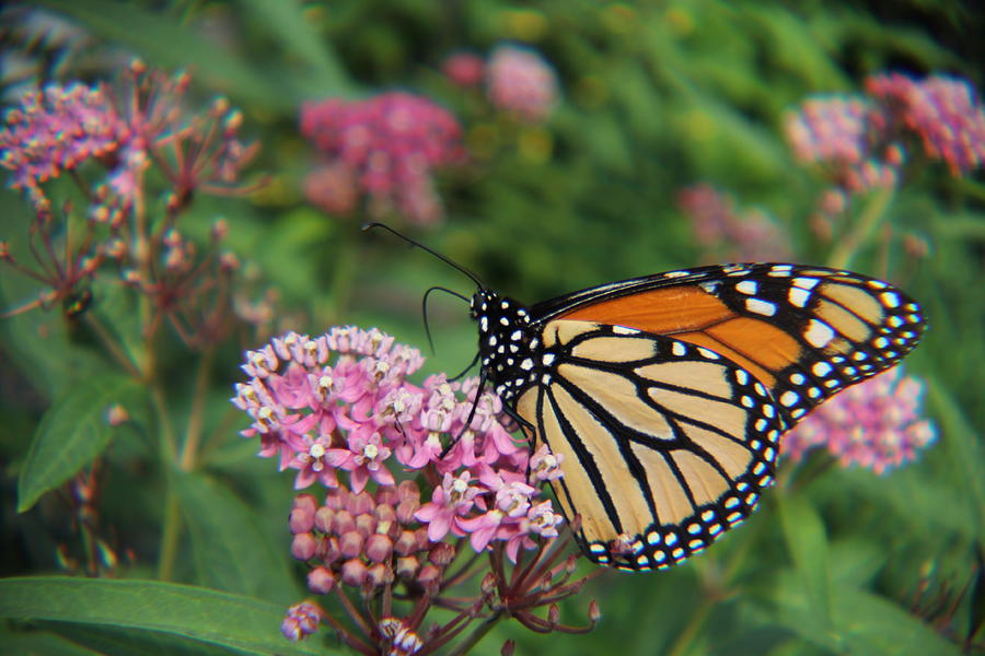 Monarch Butterfly on Swamp Milkweed Photograph by Adam Kimpton - Pixels