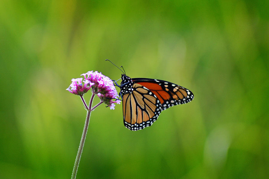 Monarch Butterfly on Verbena Photograph by Karen Adams