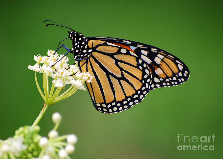 Monarch Butterfly on White Milkweed Flower Photograph by Catherine Sherman
