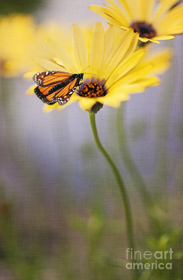 Monarch Butterfly on Yellow Daisy Digital Art by Susan Gary