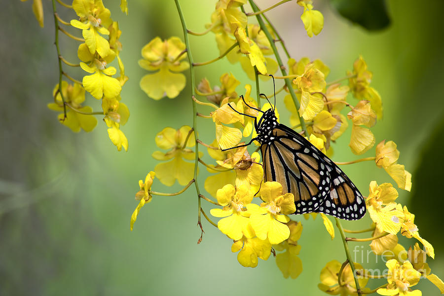 Monarch Butterfly On Yellow Orchids Photograph