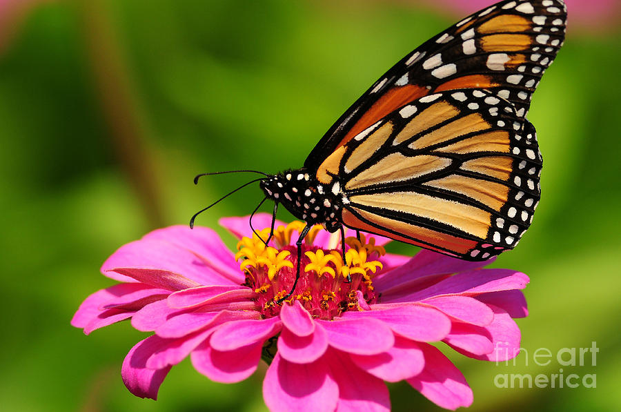 Monarch Butterfly on Zinnia Photograph by Olivia Hardwicke