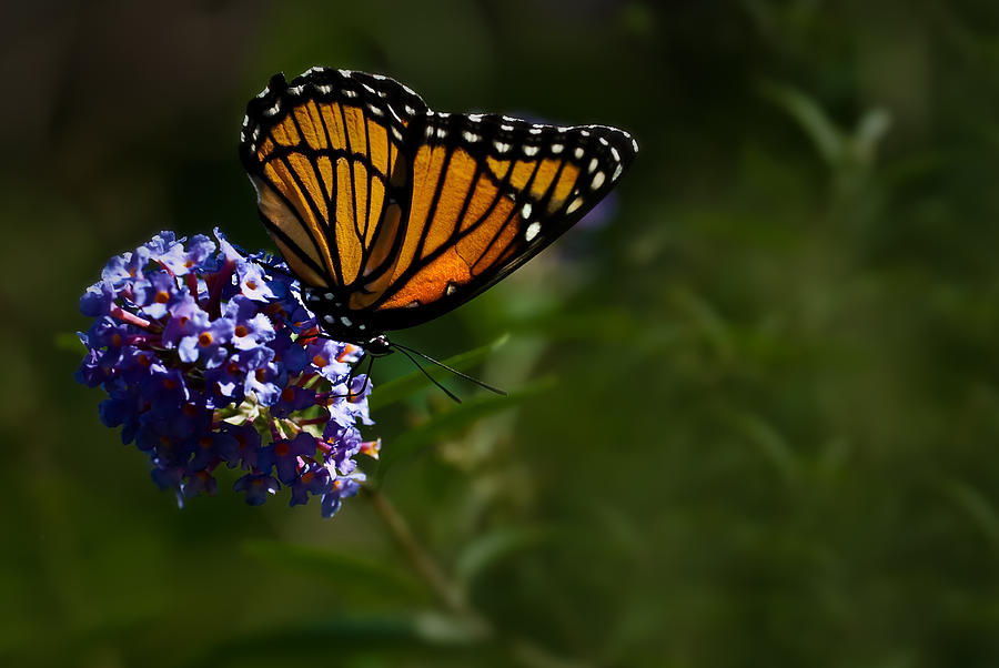 Monarch Butterfly Photograph by Onyonet Photo studios