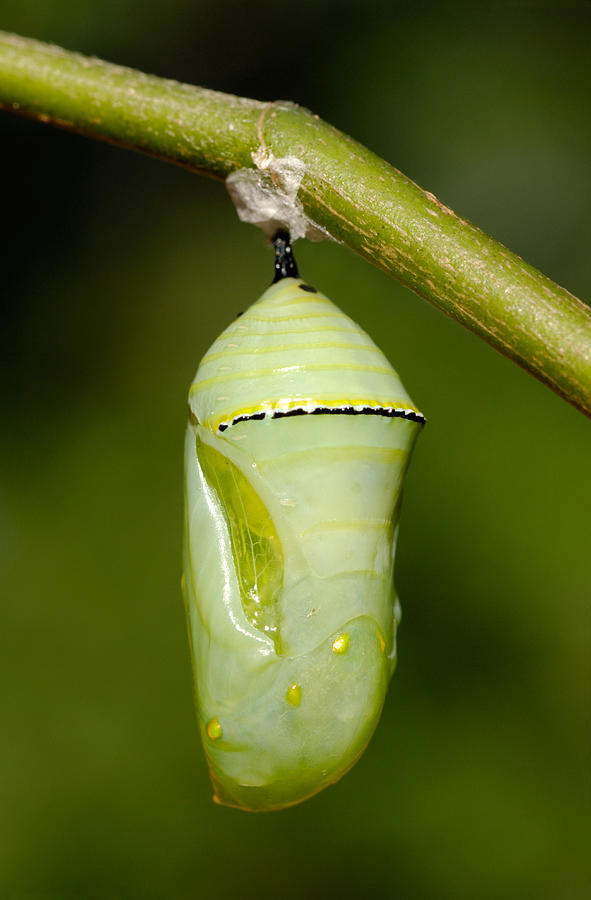 Monarch Butterfly Pupa Photograph by Martin Shields