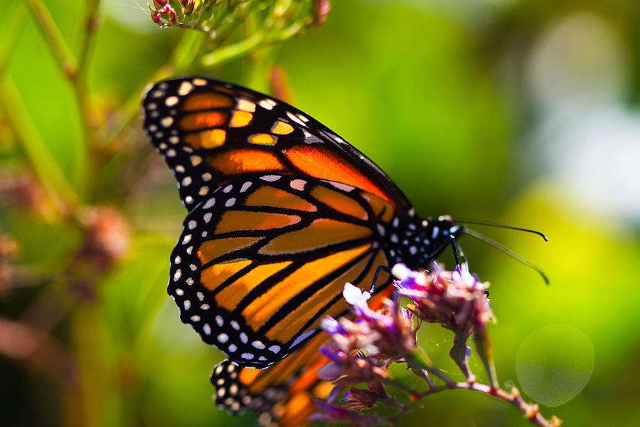 Monarch Butterfly Purched Photograph by Dina Calvarese