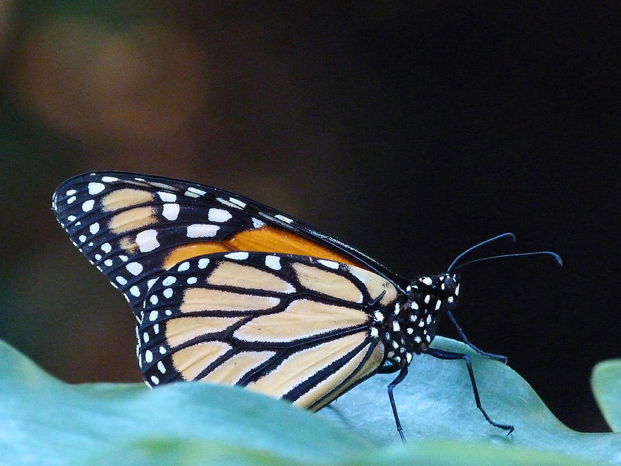 Monarch Butterfly Resting On Leaf Photograph by Margaret Saheed