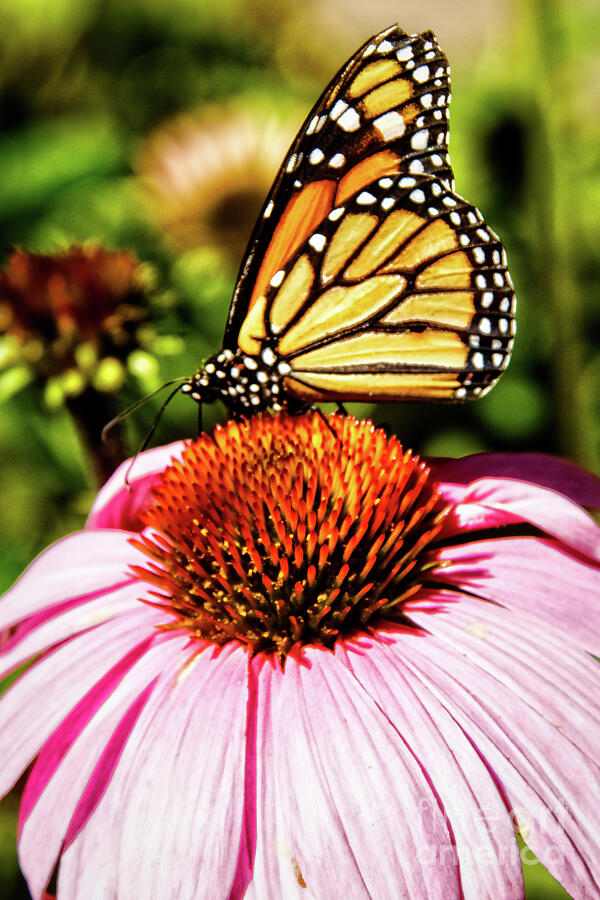 Swallowtail Butterfly Photograph by Robert Bales