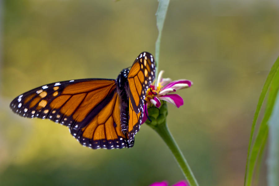 Monarch Butterfly Photograph by Robert Camp