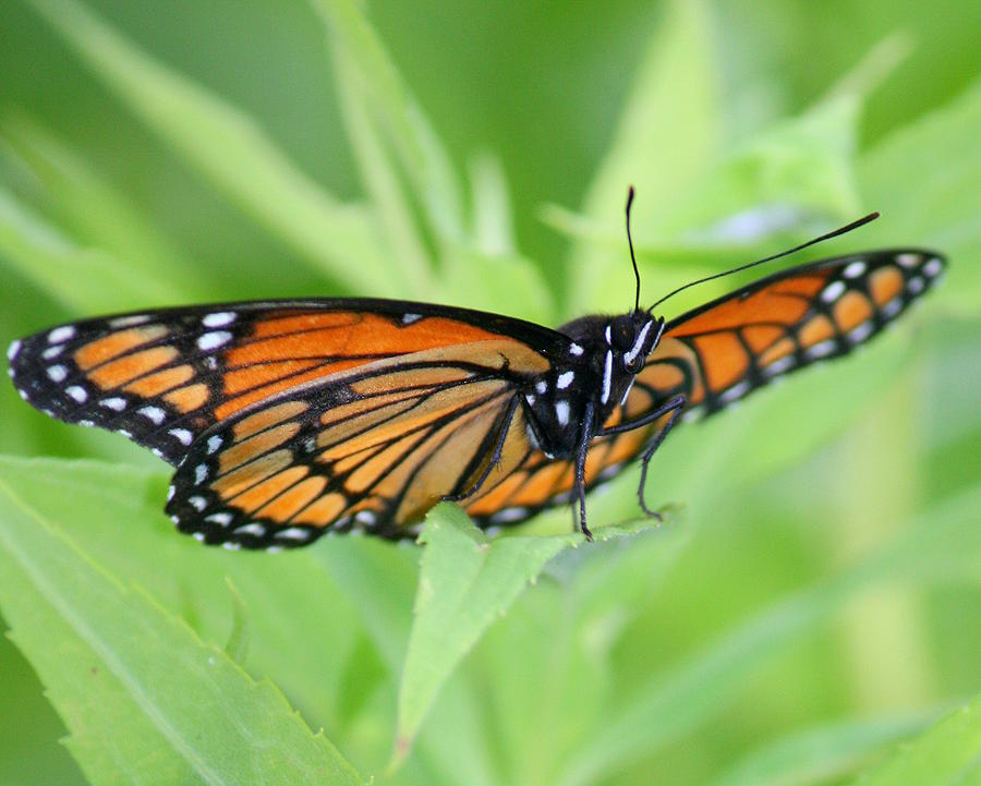 Monarch Butterfly Rocking Chair Photograph by Neal Eslinger