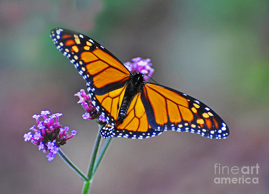 Butterfly Photograph - Monarch Butterfly by Rodney Campbell