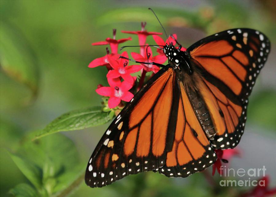 Butterfly Photograph - Monarch Butterfly by Sabrina L Ryan