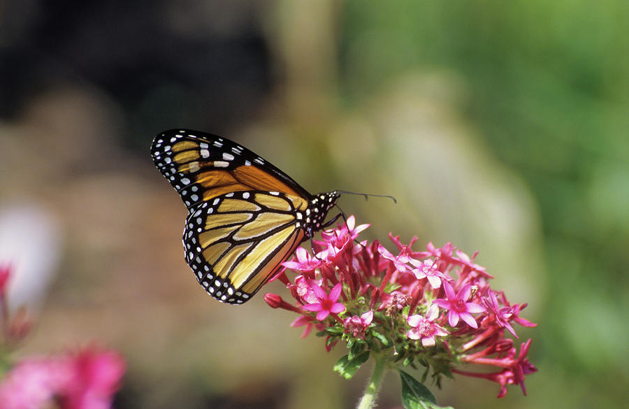 Monarch Butterfly Photograph by Sally Mccrae Kuyper/science Photo Library