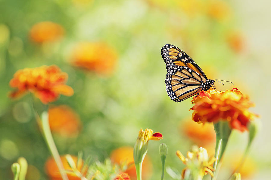 Monarch butterfly Photograph by Sandra Hudson-Knapp