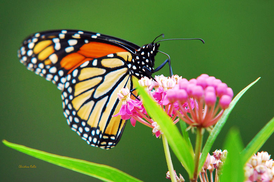 Monarch Butterfly Simple Pleasure Photograph by Christina Rollo