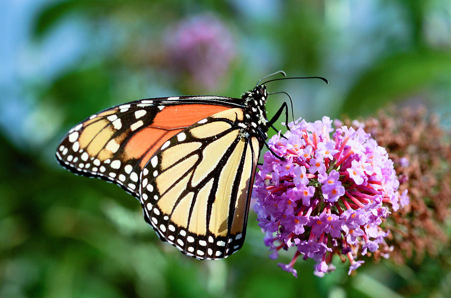 Monarch Butterfly Photograph by Crystal Wightman