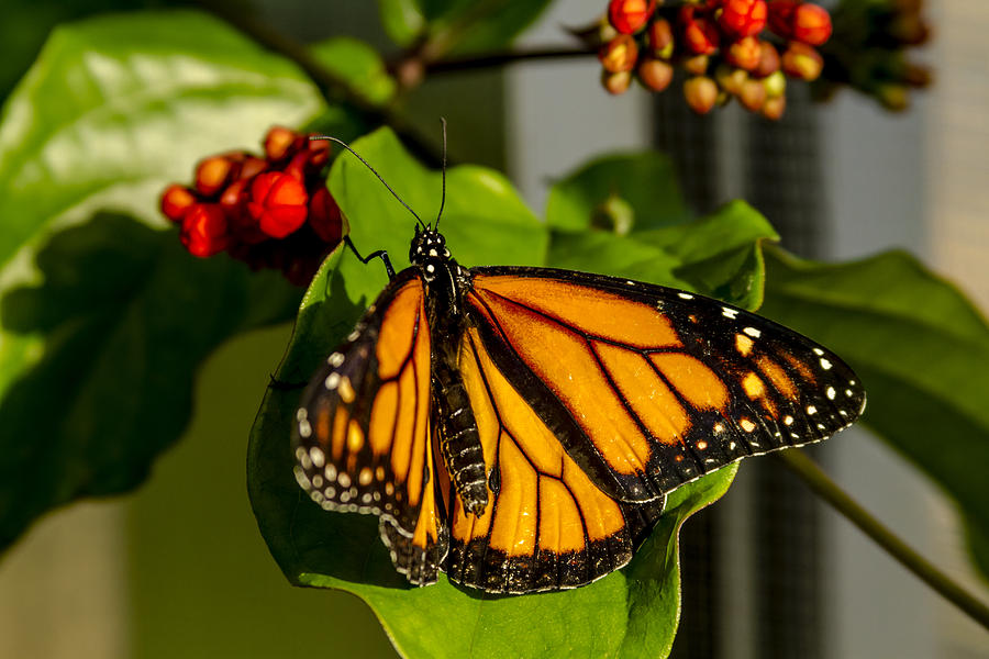 Monarch Butterfly Photograph by Teri Virbickis