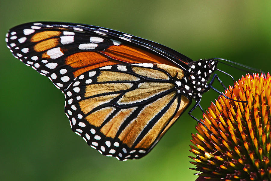 Monarch Butterfly Photograph by Theo OConnor