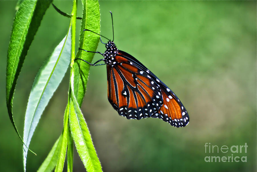 Monarch Butterfly Photograph by Thomas Woolworth