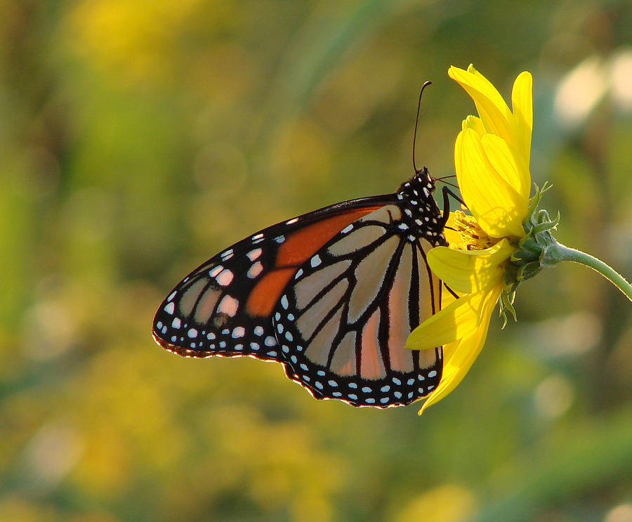 Monarch butterfly Photograph by Timothy O'Brien | Fine Art America