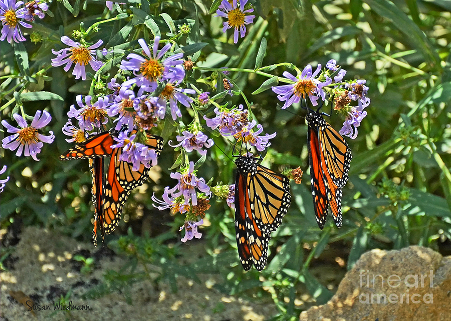 Flower Photograph - Monarch Butterfly Trio by Susan Wiedmann