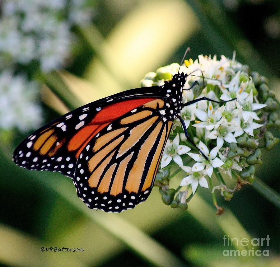 Butterfly Photograph - Monarch Butterfly by Veronica Batterson
