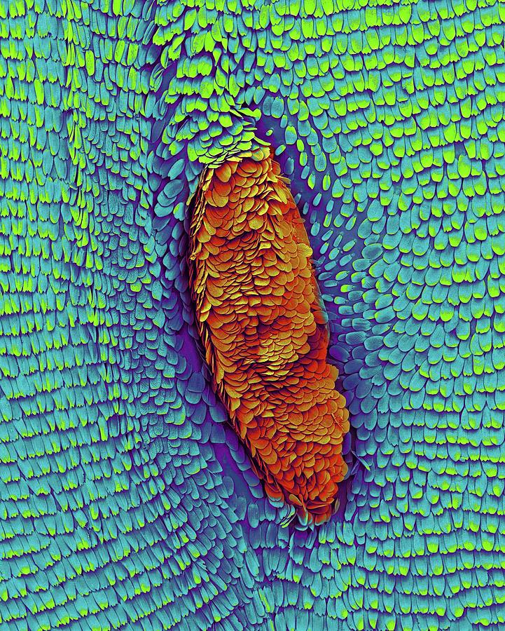 Monarch Butterfly Wing Photograph by Dennis Kunkel Microscopy/science Photo Library