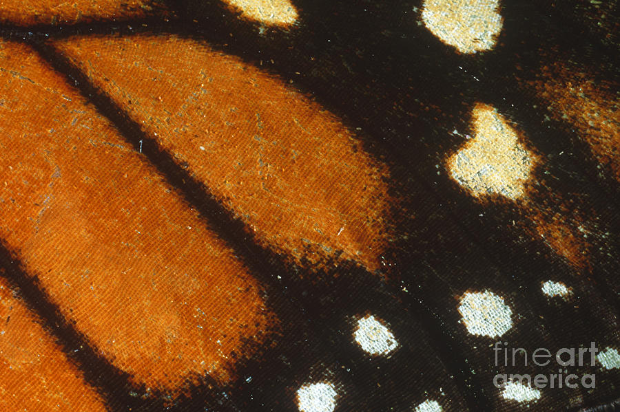 Monarch Butterfly Wing Photograph by Gregory G. Dimijian, M.D.
