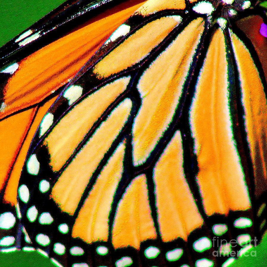 Butterfly Photograph - Monarch Butterfly wing Square by Karen Adams