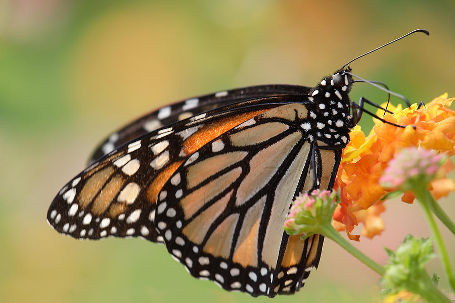 Monarch Butterfly With Backlit Wings Photograph by Daniel Reed