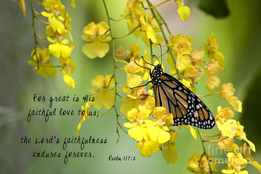 Monarch Butterfly with Scripture Photograph by Jill Lang