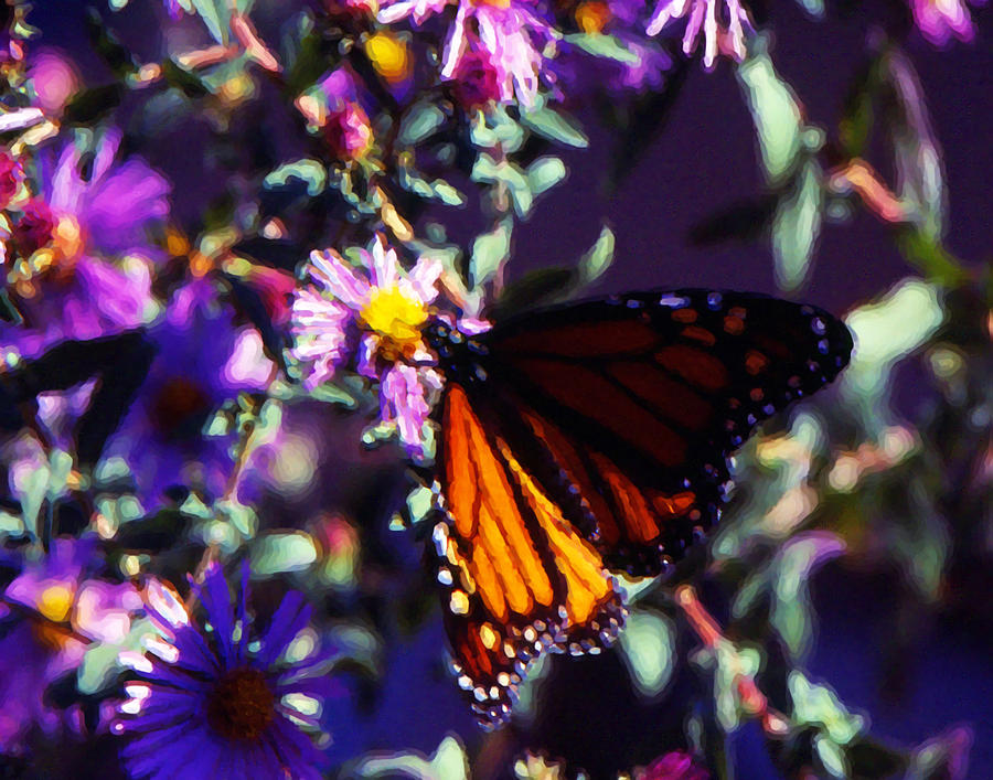 Monarch Butterly Photograph by Cathy Anderson