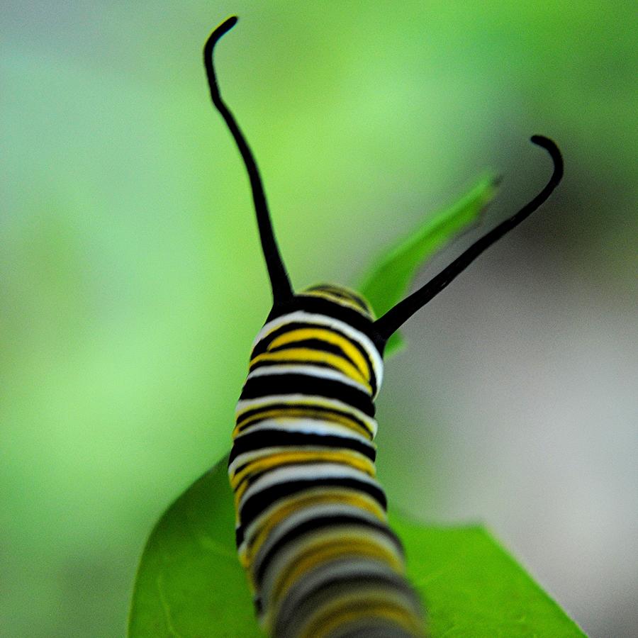 Monarch Caterpillar Photograph by Amazing Images By Jungle Mama!