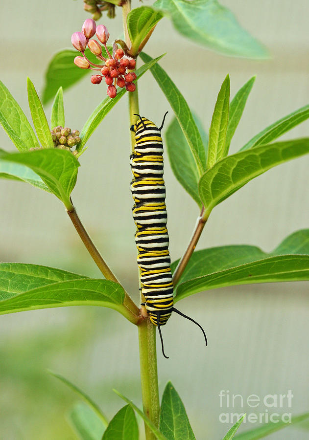 Monarch Caterpillar and Milkweed Photograph by Steve Augustin
