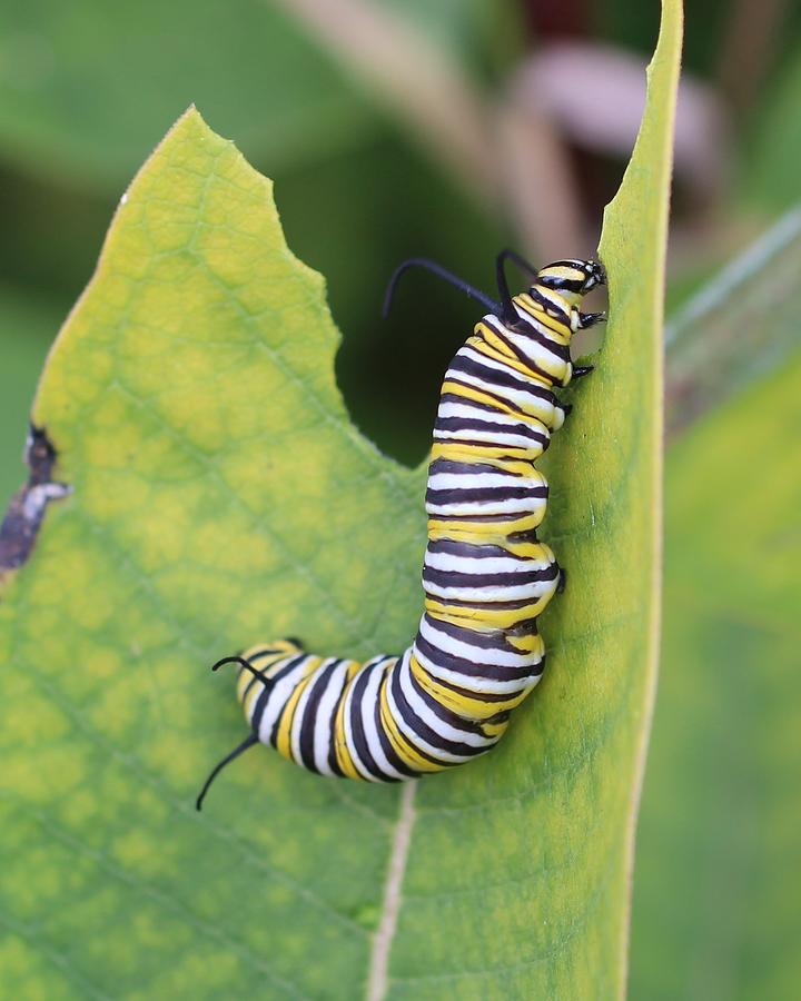 Monarch Caterpillar Photograph by Lucinda VanVleck
