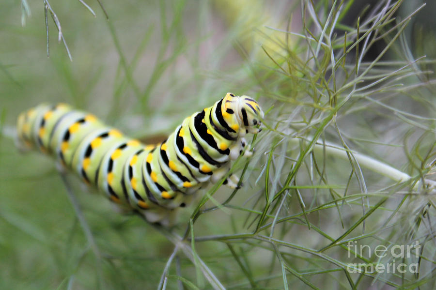 Black Swallowtail Caterpillar Photograph by Lynn Sprowl
