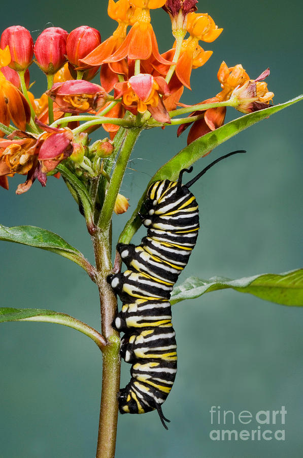 Monarch Caterpillar On Milkweed Photograph by Anthony Mercieca