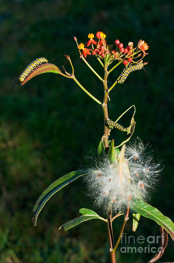 Butterfly Photograph - Monarch Caterpillars On Milkweed by Anthony Mercieca