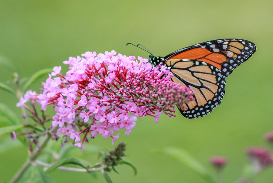 Monarch Photograph by Cathy Cooley - Fine Art America