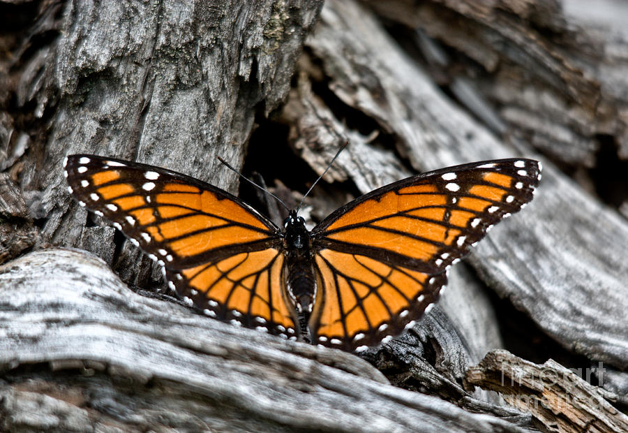 Monarch Photograph by Cheryl Baxter