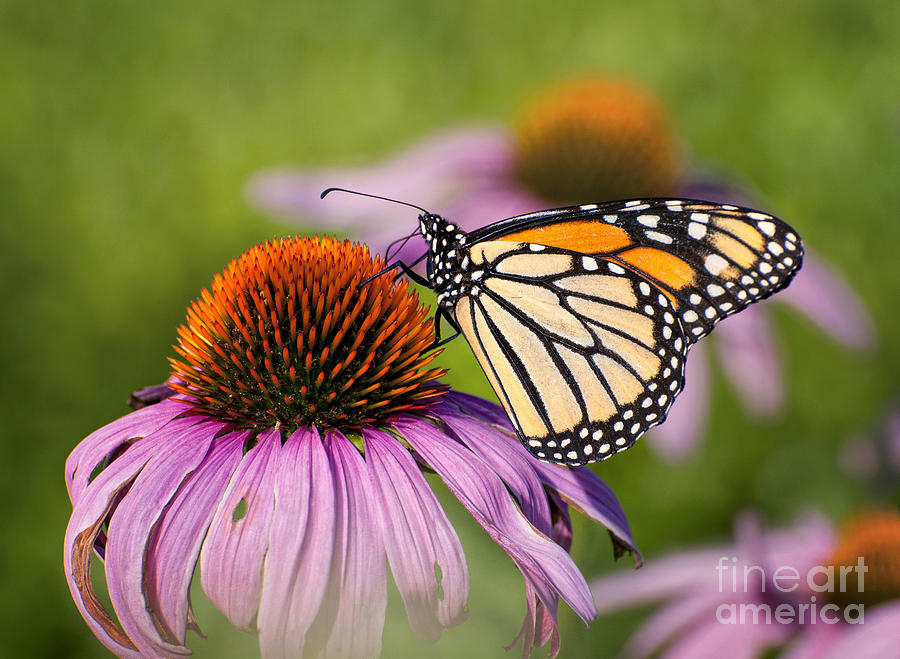 Butterfly Photograph - Monarch by Claudia Kuhn