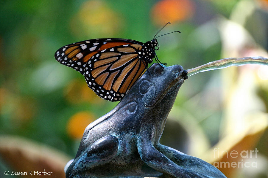 Monarch Massage Photograph by Susan Herber