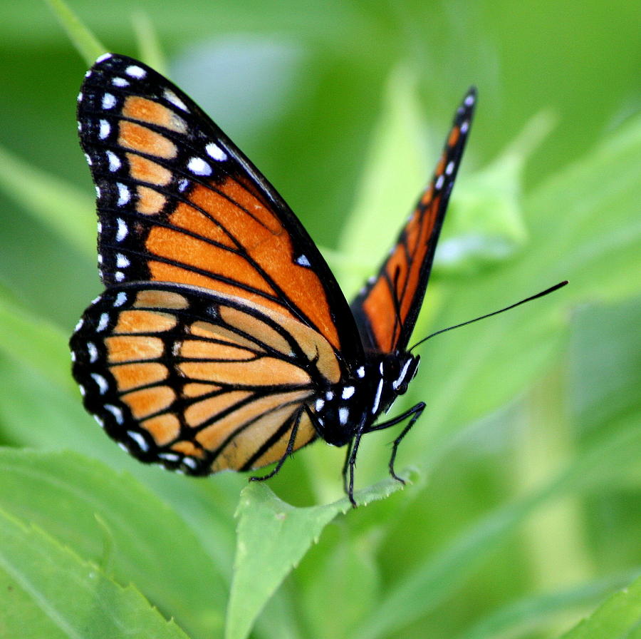 Monarch Dreaming Photograph by Neal Eslinger | Fine Art America