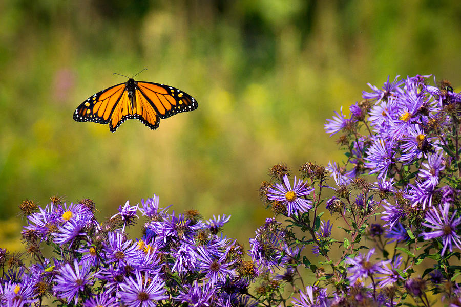 Monarch Flight Photograph by Bill Pevlor