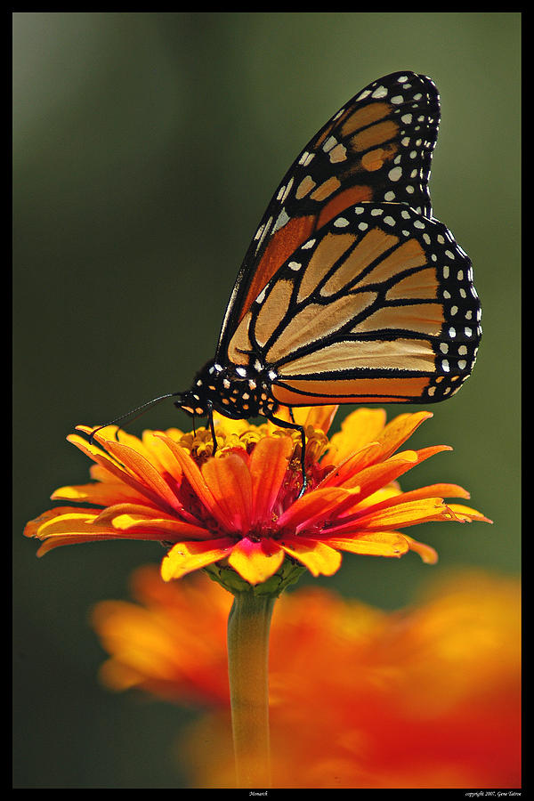 Monarch Photograph by Gene Tatroe