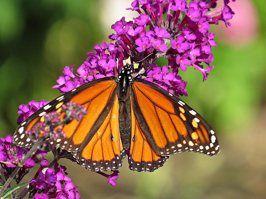 Flower Photograph - Monarch Hangs on to Buddleia by MTBobbins Photography