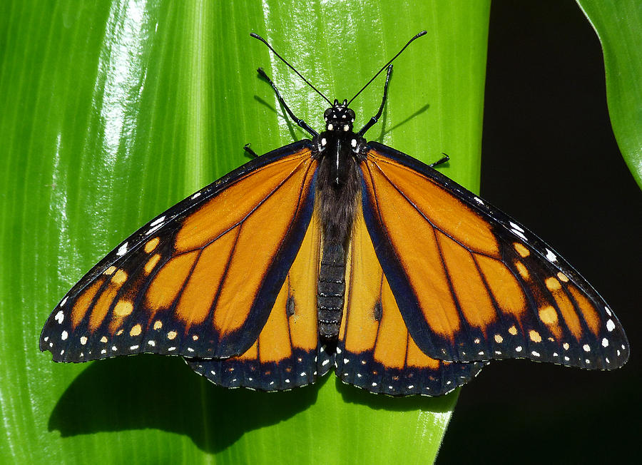 Monarch In Australia Photograph by Margaret Saheed